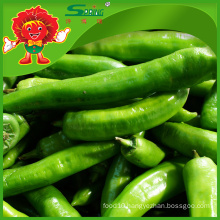 Offer Organic Green Chilli with Competitive Price